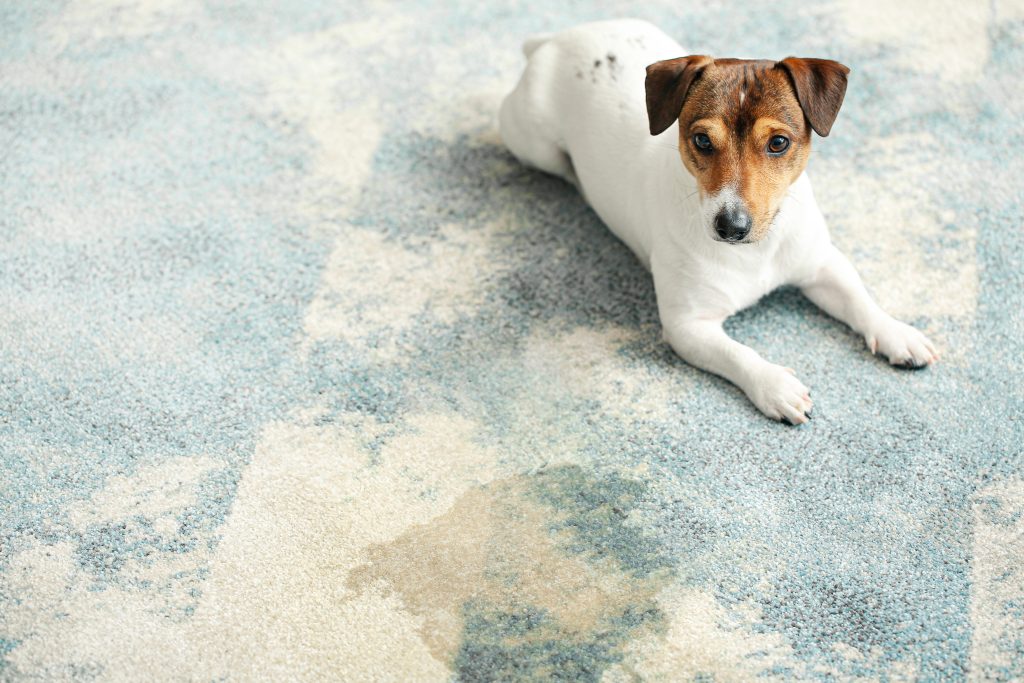 Professional Carpet Cleaning in Connecticut